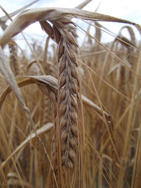 Free Grain Field photo and picture