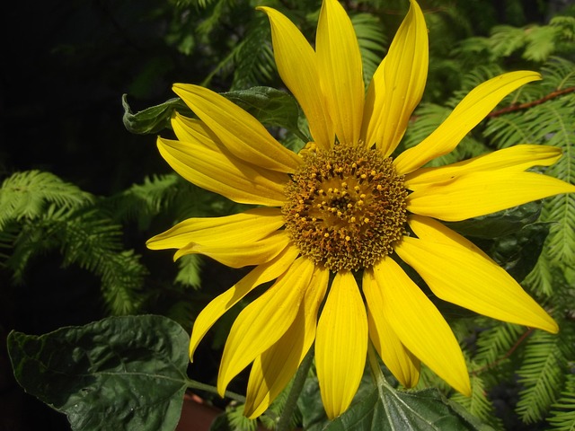 Free Flower Sunflower photo and picture