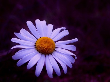 Free Marguerite Blossom photo and picture