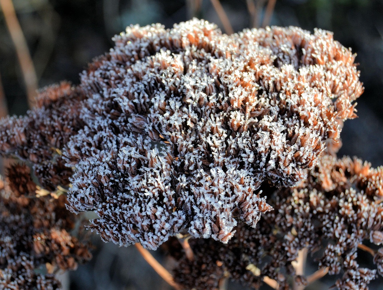 Flower Fat Chicken Hoarfrost Close - Free photo on Pixabay - Pixabay