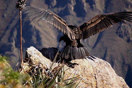 Cóndor, Andes, Colcacanon, La Libertad