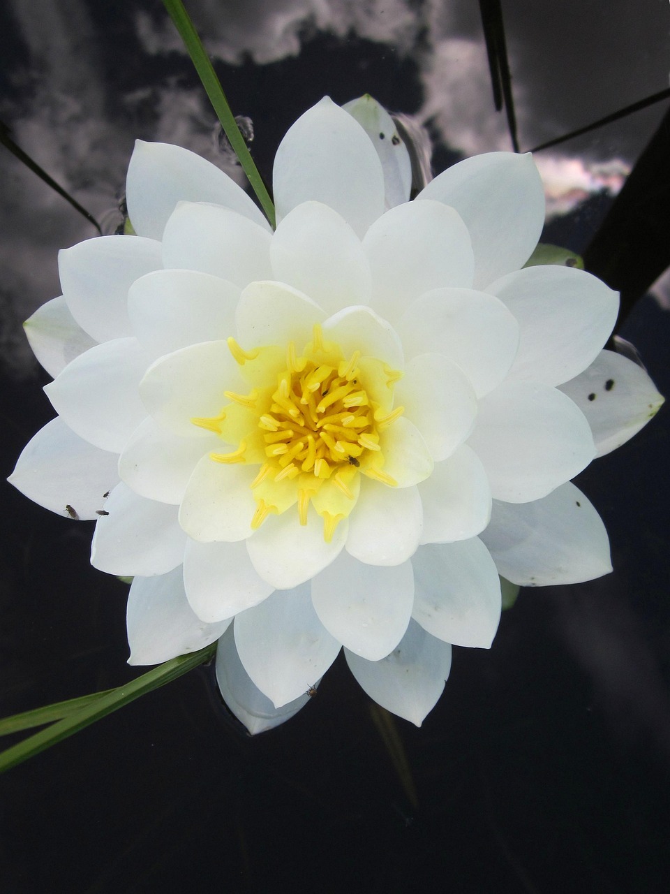 kande-hvid-blomst-gratis-foto-p-pixabay-pixabay