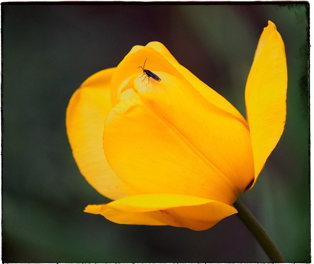 Free Tulip Yellow photo and picture