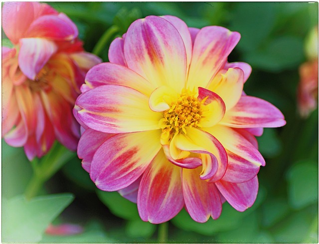 Free Dahlia Flower photo and picture