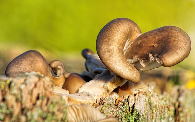 Free Mushrooms Tree Mushroom photo and picture