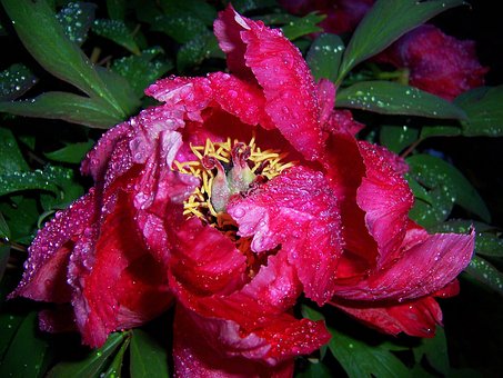Free Peony Raindrop photo and picture