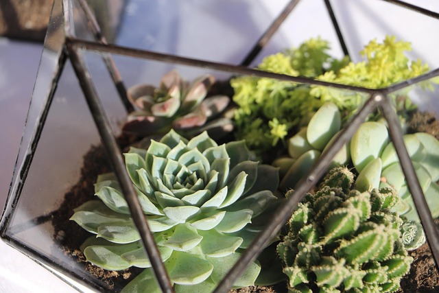 Free Succulent Flower House Glass photo and picture