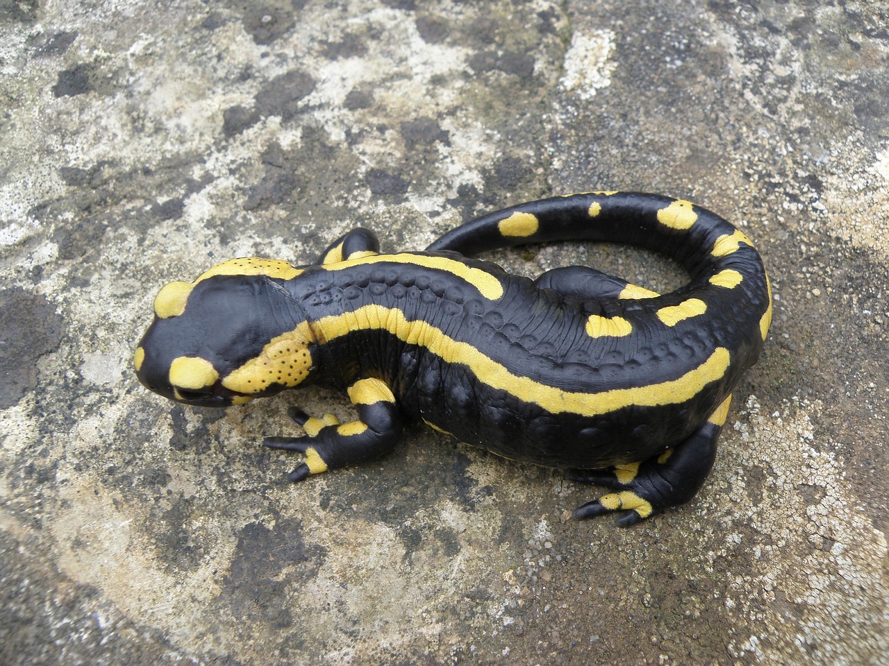 Hewan Salamander - Foto gratis di Pixabay