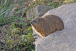 animals, hyraxes, hyrax