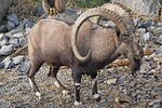animals, horned, capricorn