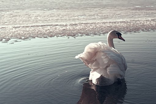 Swan, Lac, Lebede, Pasăre, Natura