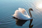 swan, lake, swans