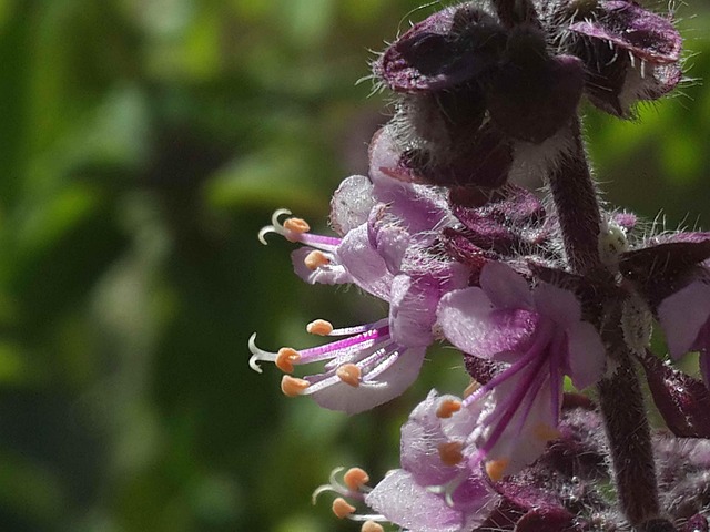 Free Flower Nature photo and picture