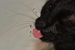cat, water, drinking water