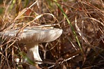 mushroom, grass, an understory
