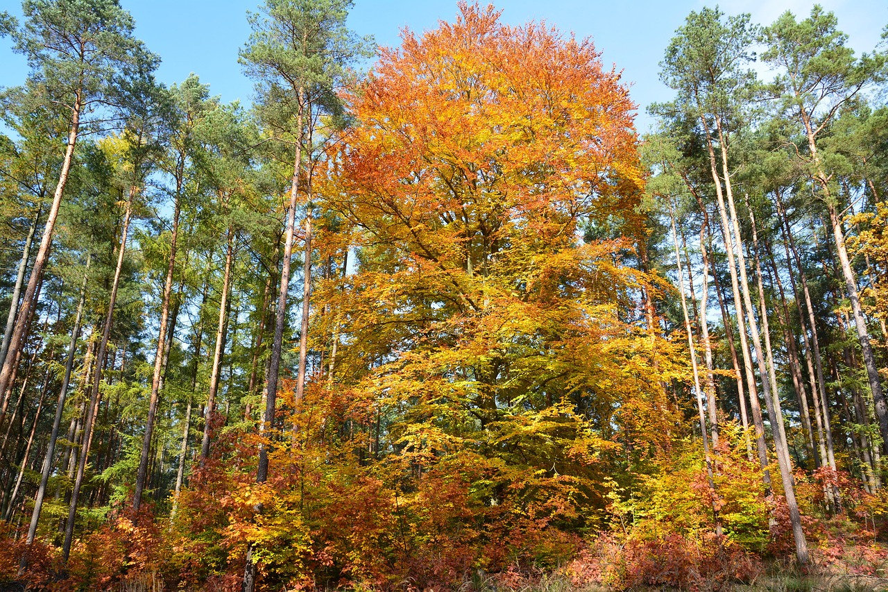 Trees Autumn Forest Free photo on Pixabay Pixabay