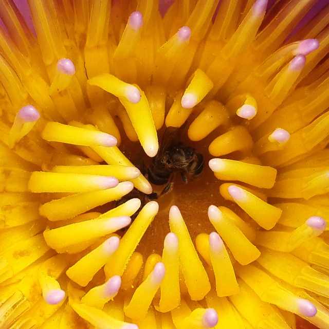 Free Flower Plant photo and picture