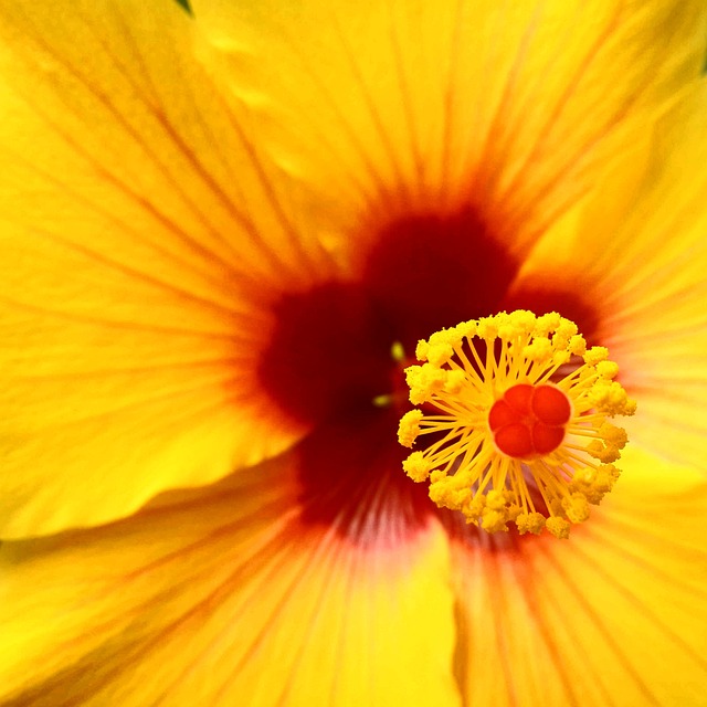 Free Flower Red photo and picture