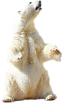 polar, bear, polar bear