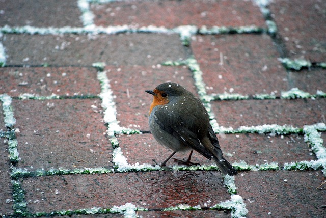 Free Robin Winter photo and picture
