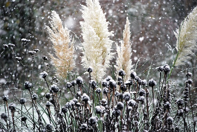 Free Snow It'S Snowing photo and picture