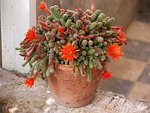 cactus, flowering cactus, tile