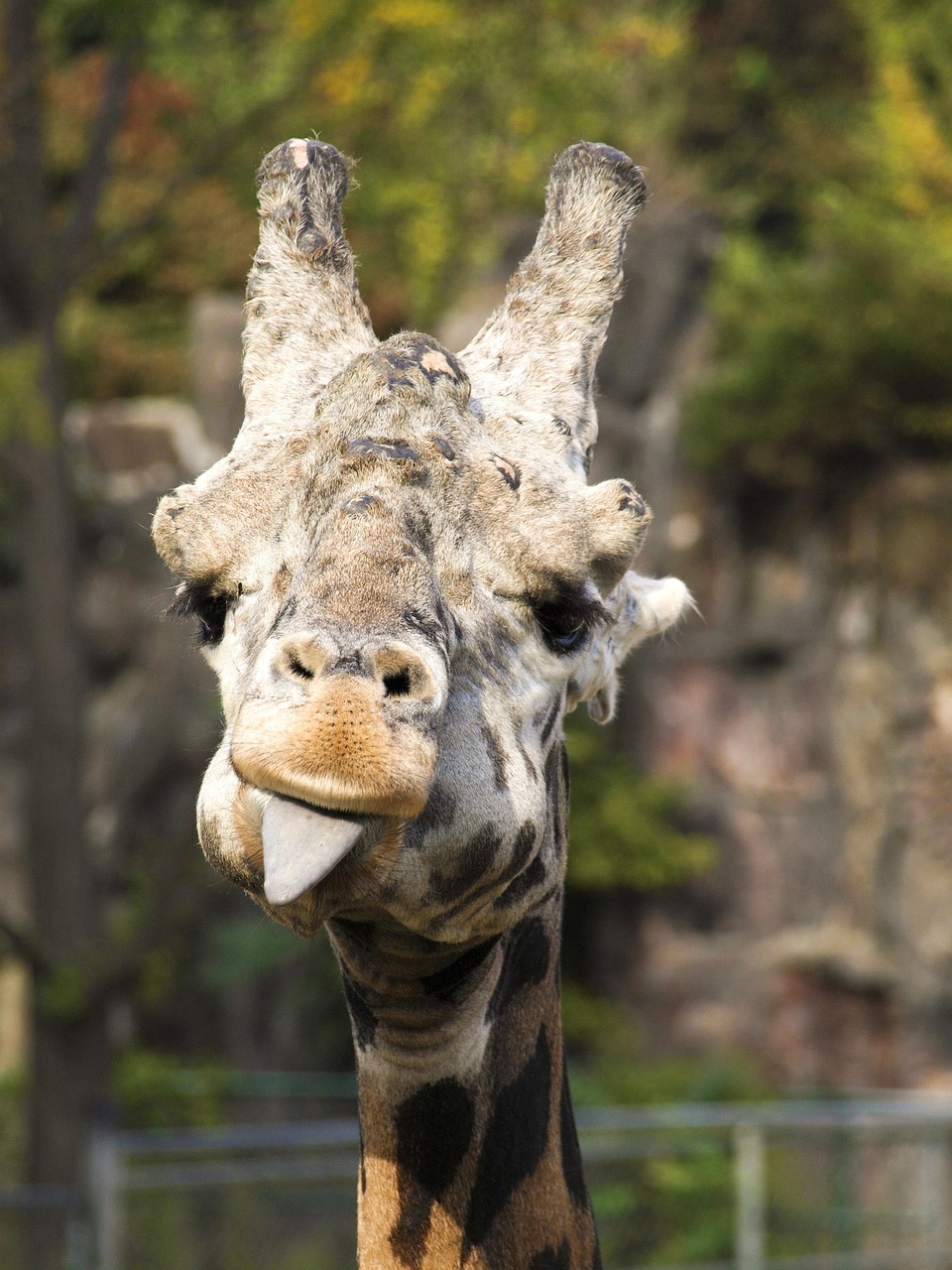 Giraffe Animal Zoo Funny Free photo on Pixabay Pixabay