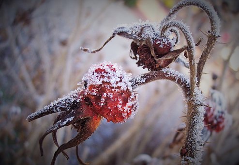 Free Ice Crystals Rose Hip photo and picture