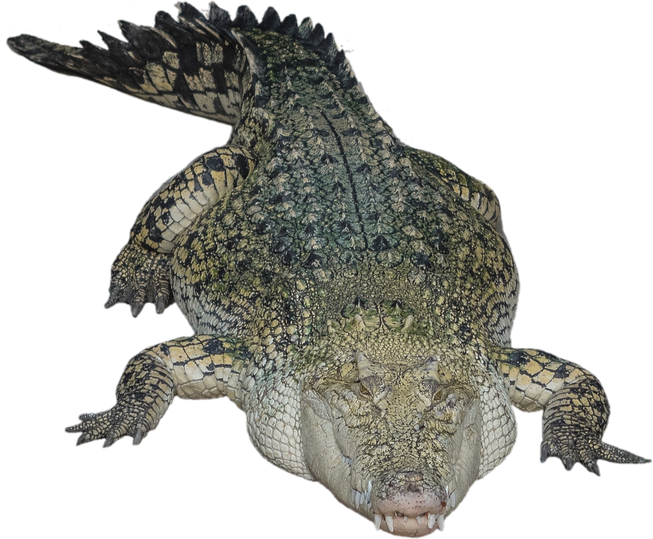 Isolated Crocodile Alligator Free photo on Pixabay Pixabay