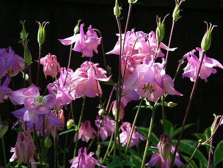 Free Aquilegia Flower photo and picture