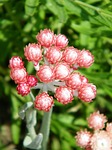 everlasting flower, helichrysum, flower