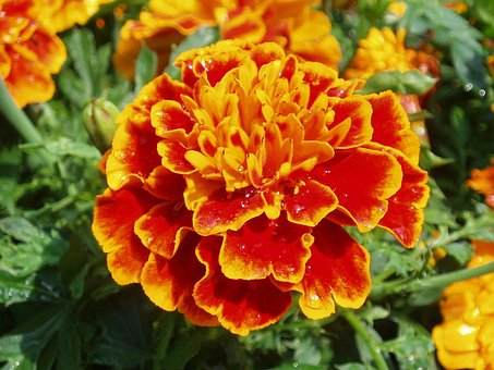 Free Flower Marigold photo and picture