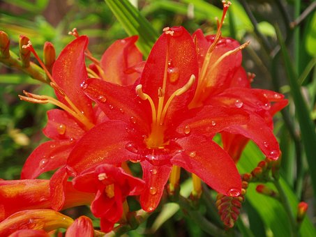 Free Flower Red photo and picture