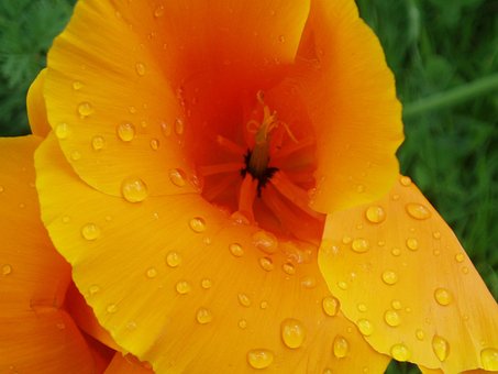 Free Poppy Papaver photo and picture