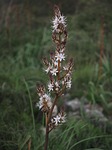 fragrant asphodel, flower, blossom