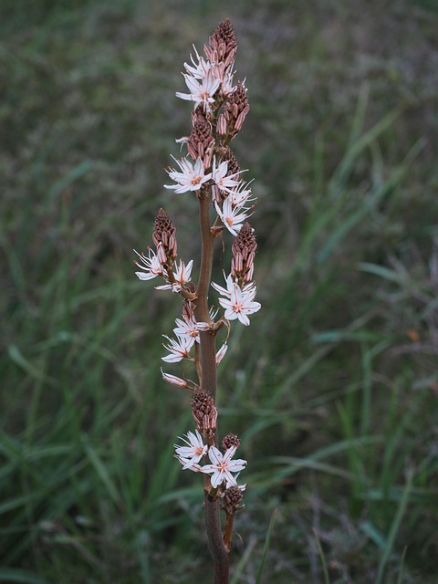 Free Knotty Affodilla Flower photo and picture