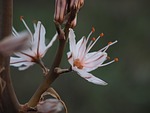 stamen, fragrant asphodel, flower