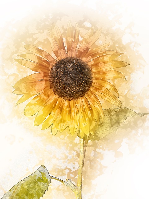 Download free HD stock image of Flower Sunflower Free flower sunflower nature illustration