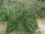 dissgras, grass, diss