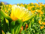 yellow ice plant, hottentottenfeige, flower