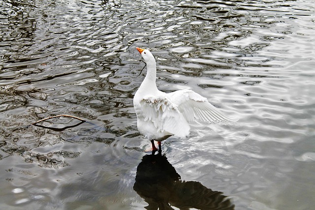 Zwaan, Vogel, Dier, Meer