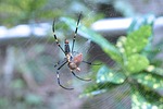 spider, insect, nature