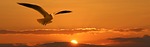 banner, header, gull