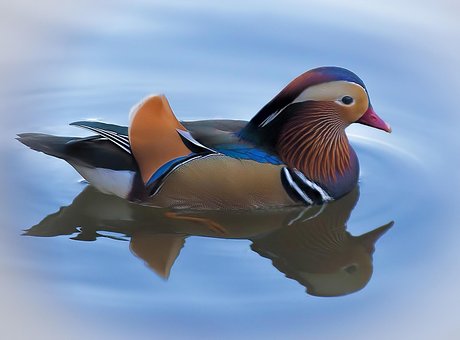 Free Duck Mandarin photo and picture