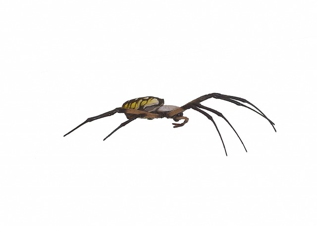 Free Spider Garden Writer photo and picture