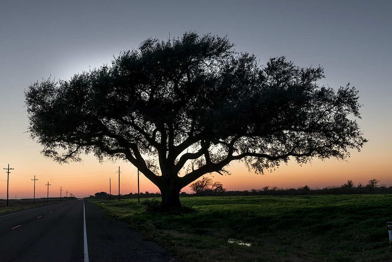 2,000+ of the Best Pictures of Texas in HD - Pixabay