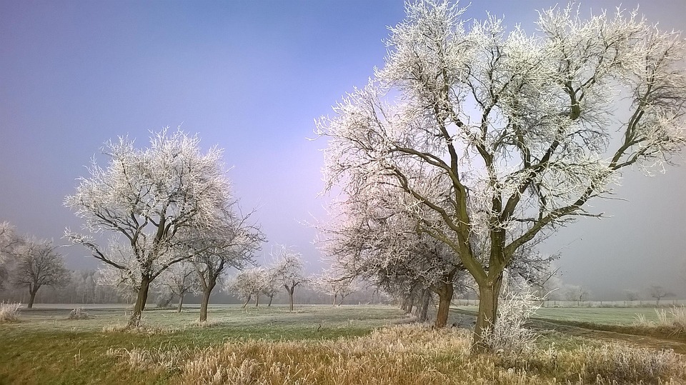 kostenloses-foto-frost-rauhreif-winter-herbst-kostenloses-bild