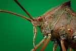 bug, close up, macro