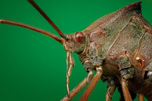 Bug, Close Up, Macro, Insect, Close