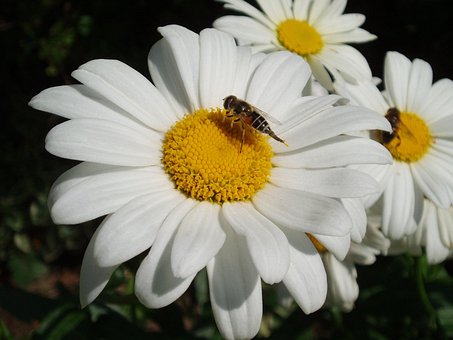Free Leucanthemum Nature photo and picture